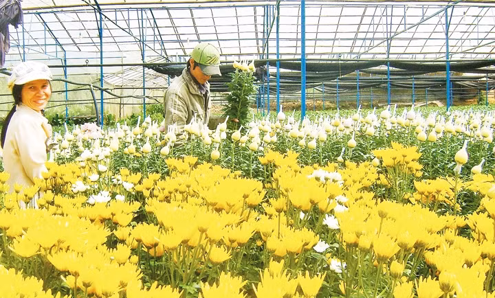 Nông dân Đà Lạt thu hoạch vụ hoa Tết. 
