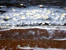 Tảo chết tạo thành những lớp bọt dày đặc trên bãi biển Đồi Dương, Phan Thiết, Bình Thuận.