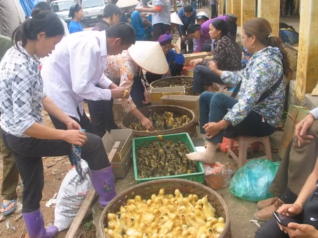 Giống gà, vịt được bán tran lan tại chợ Bản Ngà, Gia Cát (Cao Lộc). 