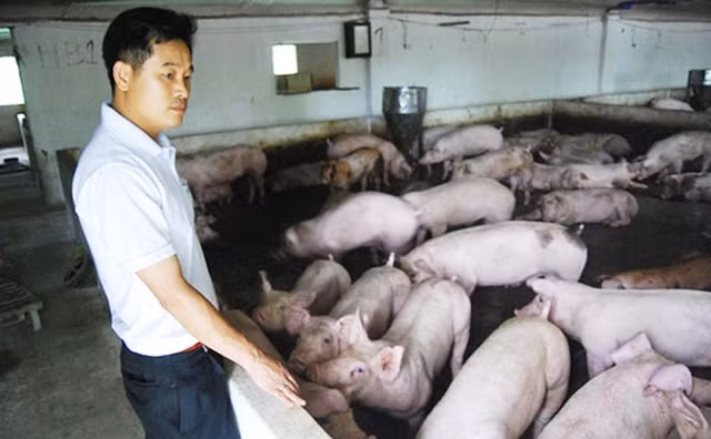 Chăm sóc đàn lợn ở Hợp tác xã Chăn nuôi Cổ Đông, thị xã Sơn Tây (Hà Nội). Ảnh: ANH VIỆT