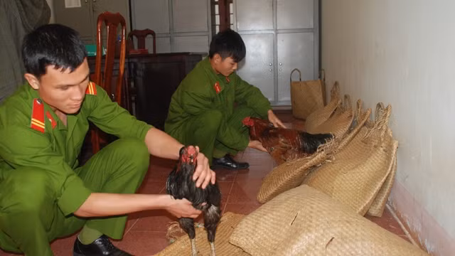 Gà đá bị lực lượng Công an tỉnh Đác Nông thu giữ. 