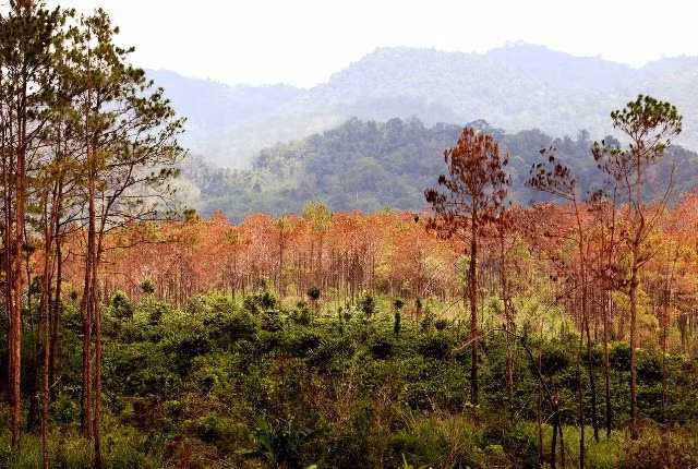 Rừng thông bị hạ độc đã chuyển màu héo úa.
