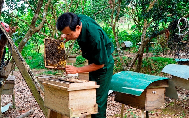 Người nuôi kiểm tra chất lượng đàn ong.