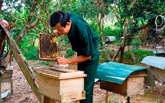 Người nuôi kiểm tra chất lượng đàn ong.