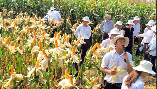 Mô hình trồng bắp lai trên đất lúa một vụ kém hiệu quả ở xã Hòa Tân Tây, huyện Tây Hòa, tỉnh Phú Yên.