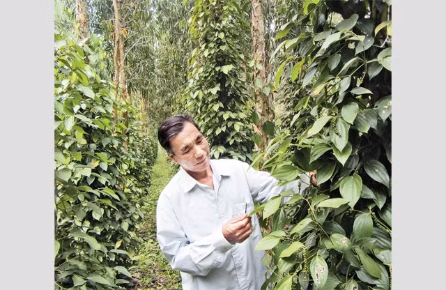 Ông Dương Thanh Bình, ở xã Vĩnh Viễn, huyện Long Mỹ chăm sóc vườn tiêu trồng dưới gốc tràm vùng đất phèn mặn.