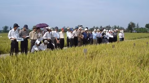 Khảo nghiệm giống lúa chất lượng cao trên cánh đồng mẫu lớn ở tỉnh Quảng Trị.