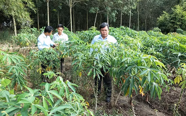 Cán bộ Chi cục Trồng trọt và Bảo vệ thực vật tỉnh Bình Dương kiểm tra ruộng sắn bị nhiễm bệnh khảm lá tại huyện Dầu Tiếng. Ảnh: NGUYÊN VỸ