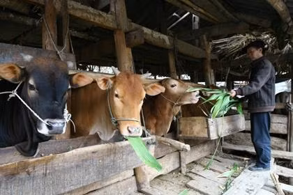 Nhờ nuôi bò, gia đình ông Mùa Mí Sèo ở thị trấn Mèo Vạc (Hà Giang) đã thoát nghèo, từng bước làm giàu. Ảnh: AN THÀNH ÐẠT