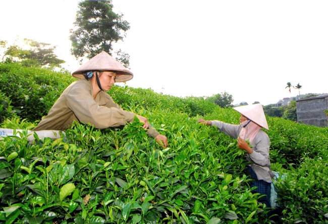 Người dân huyện Đồng Hỷ (Thái Nguyên) thu hoạch chè búp. Ảnh: HỒNG KỲ