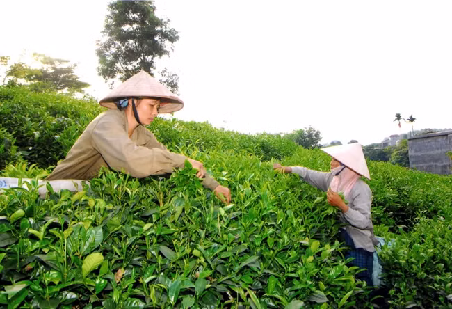 Người dân huyện Đồng Hỷ (Thái Nguyên) thu hoạch chè búp. Ảnh: HỒNG KỲ
