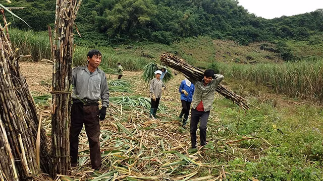 Nghề chặt mía thuê gắn với bao nỗi nhọc nhằn.
