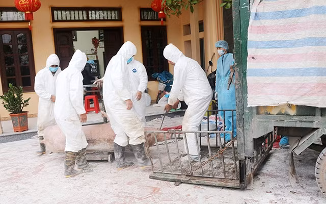 Tiêu hủy lợn bị bệnh dịch tả lợn châu Phi tại xã Chính Lý (Lý Nhân, Hà Nam). Ảnh: Đào Phương