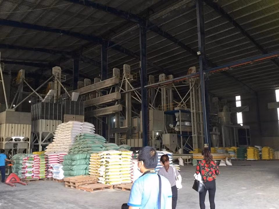Thách thức sinh tồn của gạo Việt