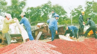 Thu hoạch cà-phê ở Tây Nguyên.