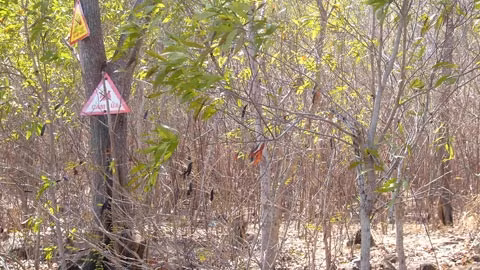 Nhiều cánh rừng ở Bình Châu, huyện Xuyên Mộc, đang khô ròn trong nắng nóng.