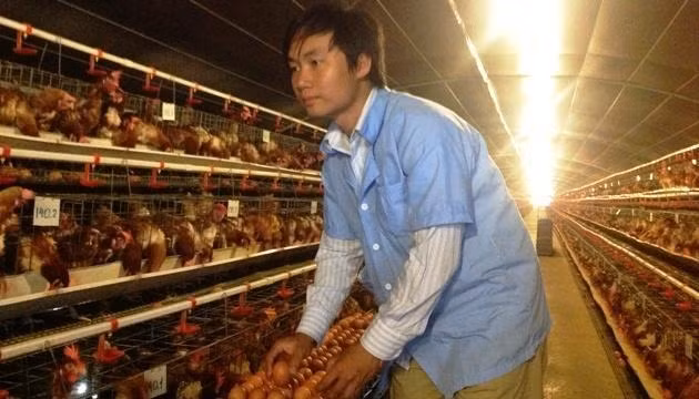 “Cử nhân gà” Thiên Ân bên đàn gà của mình.