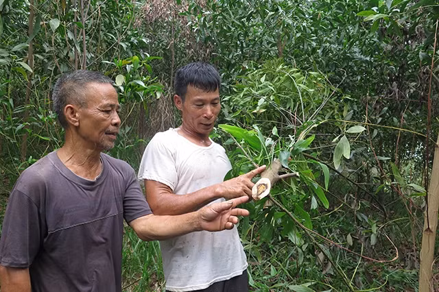 Cây keo bị đen thân, không dẫn được nước lên, dần chết héo.