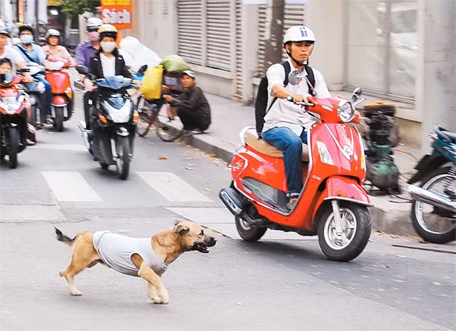 Chó thả rông ra đường rất dễ gây tai nạn giao thông.