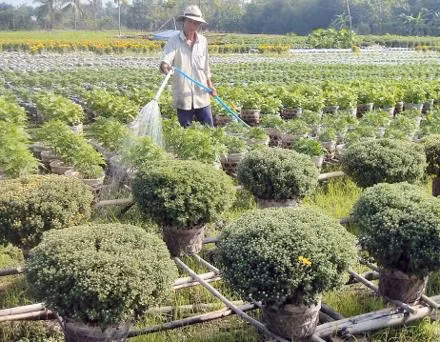 Nông dân ở Hóc Môn chăm sóc hoa Tết.