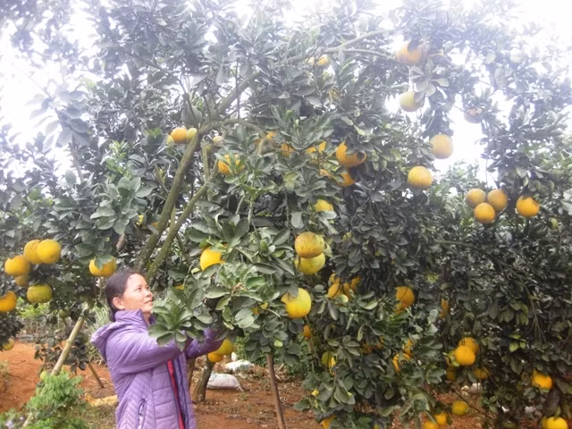Cây bưởi đào đường mang lại thu nhập hơn 400 triệu đồng/ha cho nhiều hộ dân ở Thạch Thành.