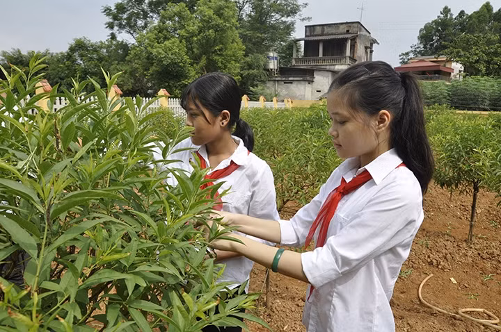 Giờ học kỹ năng sống (làm việc theo nhóm khi chăm sóc vườn đào) của học sinh Trường THCS Thanh Đình (TP Việt Trì, tỉnh Phú Thọ).