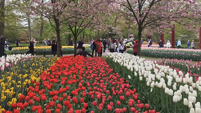 Khám phá xứ sở hoa tulip