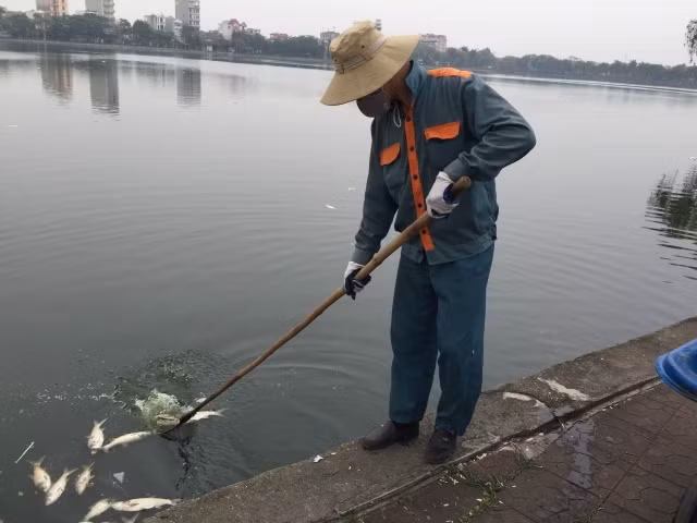 Cá chết vẫn còn rải rác trên mặt hồ.