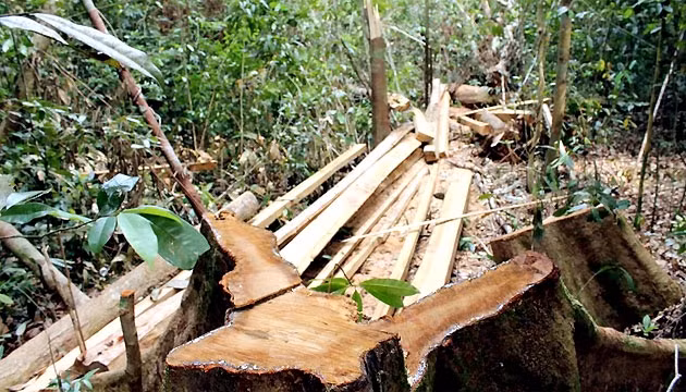 Nhiều cây rừng bị đốn hạ nằm la liệt, gốc cây còn chảy mủ.