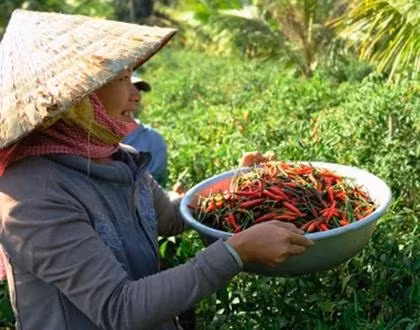 Phát triển vùng chuyên canh rau sạch ở Tiền Giang