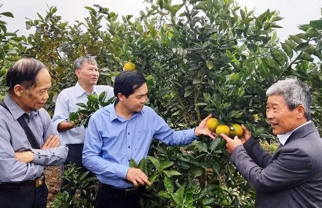 Trồng cam ở Nậm Sài.