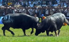 Tưng bừng, hấp dẫn Hội chọi trâu Đồ Sơn 2007
