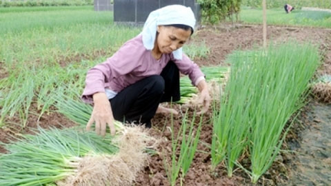Mô hình trồng hành tại xã Võng Xuyên (Phúc Thọ, Hà Nội) giúp mang lại thu nhập cao cho nông dân. Ảnh: ĐĂNG ANH