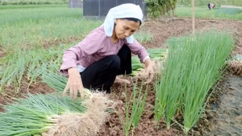 Mô hình trồng hành tại xã Võng Xuyên (Phúc Thọ, Hà Nội) giúp mang lại thu nhập cao cho nông dân. Ảnh: ĐĂNG ANH