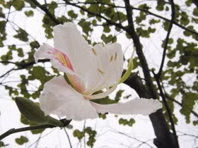 Mùa xuân cứ đợi hoa ban