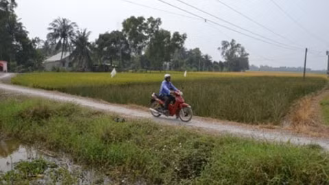  Đường nông thôn xóm Cầu Quay, xã Long Đình (Cần Đước, Long An) được hình thành sau khi dự án Cụm công nghiệp Long Định - Long Cang bị thu hồi.