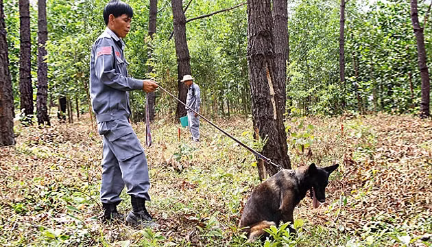 Chó nghiệp vụ rà bom mìn, vật liệu nổ.