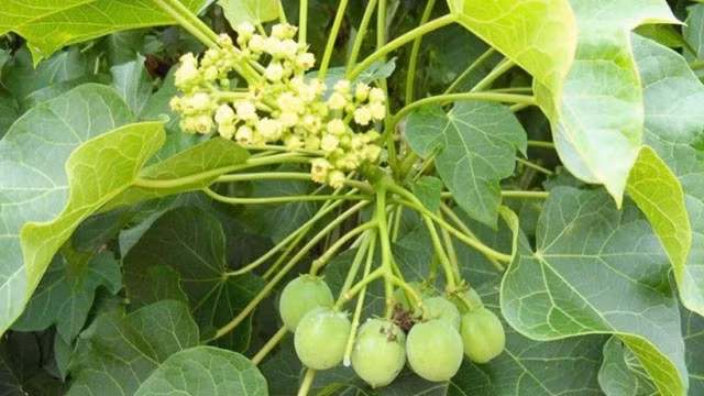 Hình ảnh quả xanh dầu mè. Ảnh: minh họa