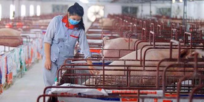 Chăm sóc đàn lợn tại Hợp tác xã Chăn nuôi dịch vụ tổng hợp Hòa Mỹ (huyện Ứng Hòa, Hà Nội). Ảnh: ANH NHẬT