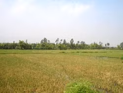 Ảnh minh họa.