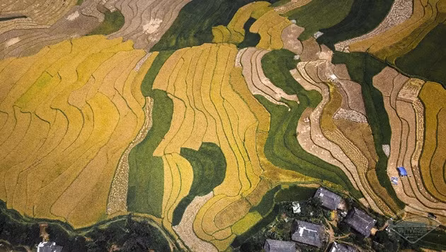 Khám phá vẻ đẹp ruộng bậc thang Mù Cang Chải bằng dù lượn (Ảnh: Vietwings)