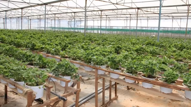 Nhật Bản tăng cường hợp tác phát triển thế mạnh của Lâm Đồng là rau va hoa.