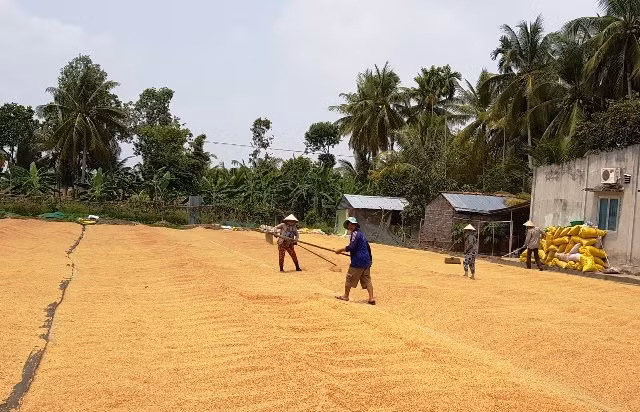Đồng bằng sông Cửu Long đang vào vụ thu hoạch rộ lúa đông xuân nhưng giá lúa giảm mạnh, nông dân lo lắng.