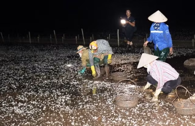 Ngư dân các xã Đông Minh, Nam Thịnh, huyện Tiền Hải (tỉnh Thái Bình) thức trắng đêm thu dọn vỏ ngao chết.