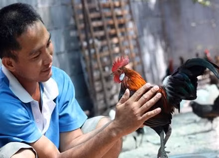 Anh Khang và chú gà trống rừng Bảy Núi.