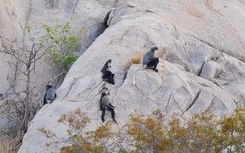 Đàn voọc chà vá chân đen chia thành nhiều đàn nhỏ từ 5 -7 cá thể lưu trú tại tiểu khu 213 để tìm nước uống và thức ăn.