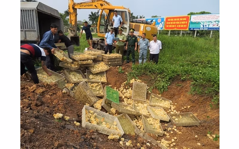 Lực lượng chức năng tiêu huỷ số gà giống nhập lậu theo quy định.