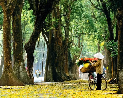 Cần ứng xử với cây xanh như với "di sản và ký ức" của một thành phố. Ảnh: ĐĂNG ANH