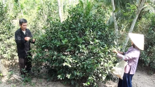 Vợ chồng ông Nhi thu hoạch trà Mã Dọ đem chế biến thành trà uống có giá trị kinh tế cao.