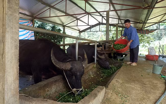 Nhiều hộ dân xã Hùng Mỹ, huyện Chiêm Hóa tham gia mô hình nuôi trâu, bò vỗ béo.
